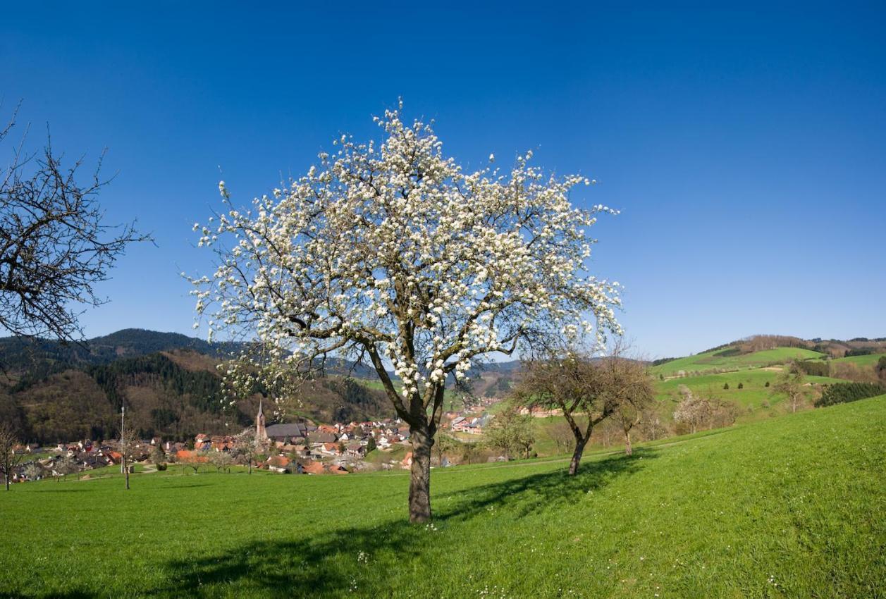 Ferienwohnung mit Komfort Oberharmersbach Exterior foto